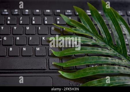 Notebook and leaves. Concept of environmental implications of using data and technology close up. High quality photo Stock Photo
