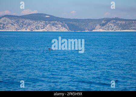 Group of wild dolphins in adriatic sea near croatia cost, Europe Stock Photo