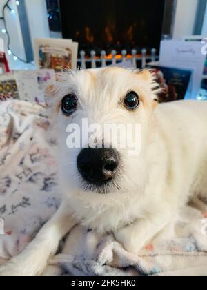 Parson jack Russell Terrier Stock Photo