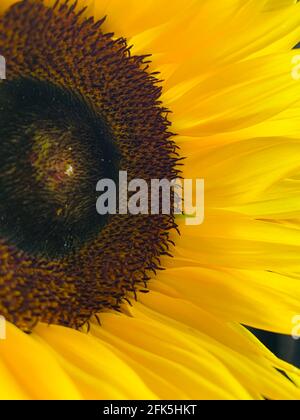 Sunflower, flowers, flower bouquet Stock Photo