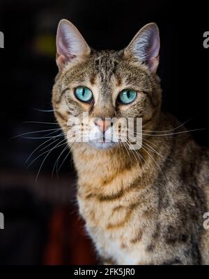 Portrait of a bengal cat with amazing green eyes, close up Stock Photo