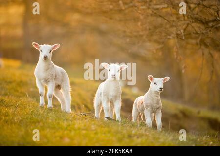Three lambs stood looking at sunset golden hour in grass pasture with orange hue Stock Photo