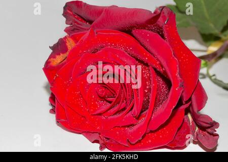 Close up of bright red rose with water drops on white background Stock Photo