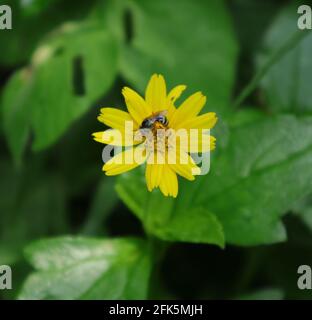 A small black bee feeds on a yellow tickseed flower Stock Photo