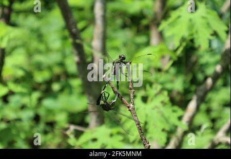 Selective focus on two common pondhawk dragonflies meeting on a dry stick with the stick Stock Photo