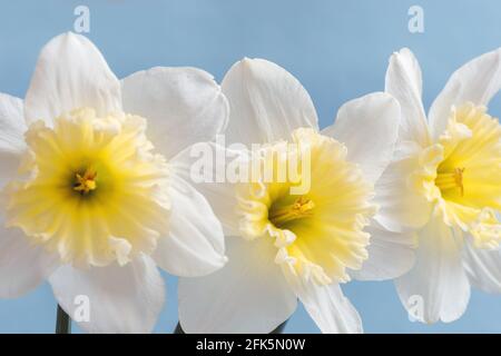 Large-crowned white daffodils with a corrugated crown. This spring flower is one of the earliest. Stock Photo