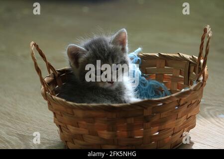 A small blue-gray silver tabby kitten lies in a brown basket indoors. The pretty kitten is resting. Portrait of a cute gray tabby kitten in a basket. Stock Photo