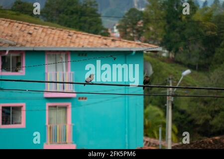 Guatapé, Antioquia, Colombia - April 4 2021: The Carib Grackle (Quiscalus lugubris), a Tropical Blackbird Standing On the Electric Cable Stock Photo