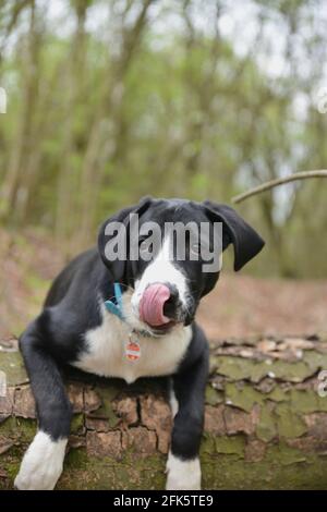 Dog leans over a tree trunk in the forest Stock Photo