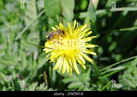 A honey bee (Apis mellifera) on a yellow dandelion (Taraxacum officinale) flower Stock Photo