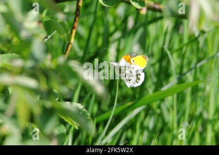 a male orange-tip (Anthocharis cardamines) butterfly in flight showing the under wing Stock Photo