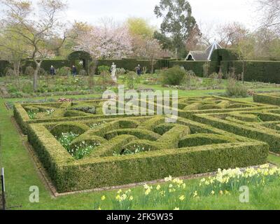 View of the squares with box hedging in the knot garden at Helmingham Hall in Suffolk, the Tudor home of garden designer, Lady Xa Tollemache. Stock Photo