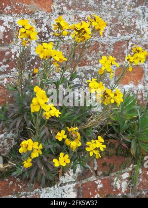 Vivid yellow wallflower (Erysimum) growing on a red brick wall in an English garden, April 2021. Stock Photo