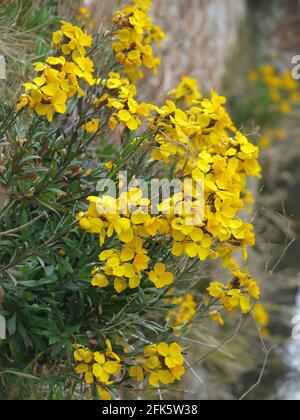 Bright yellow Erysimum or wallflowers, tumbling down a brick wall in late Spring in an English garden. Stock Photo