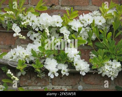 Layers of white spring blossom on an espaliered fruit tree against a red brick wall. Stock Photo