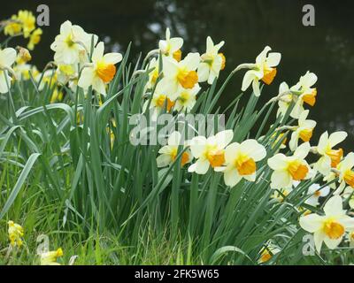 Large clump of pale yellow daffodils against the dark background of the water's edge in the English countryside in springtime. Stock Photo