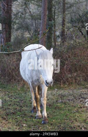 New Forest Ponies Stock Photo