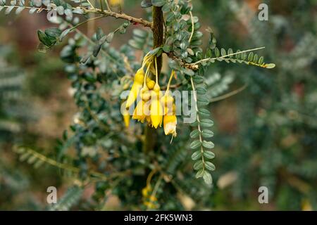 Sophora Sun King = 'Hilsop', kowhai [Sun King], Sophora 'Hilsop', Sophora 'Sun King', flowers and foliage Stock Photo