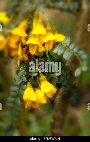 Sophora Sun King = 'Hilsop', kowhai [Sun King], Sophora 'Hilsop', Sophora 'Sun King', flowers and foliage Stock Photo