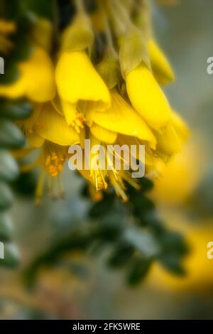 Sophora Sun King = 'Hilsop', kowhai [Sun King], Sophora 'Hilsop', Sophora 'Sun King', flowers and foliage Stock Photo