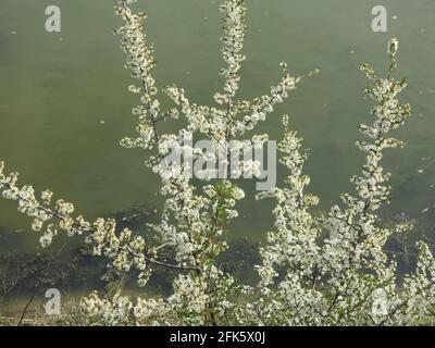 Close-up of white spring blossom on a sweet cherry, prunus, growing by the edge of the River Deben estuary in Suffolk, East Anglia. Stock Photo
