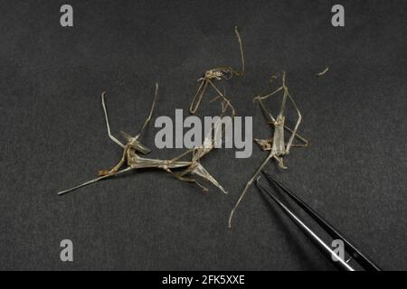 The molts of several Indian stick insects (Carausius morosus). Stock Photo