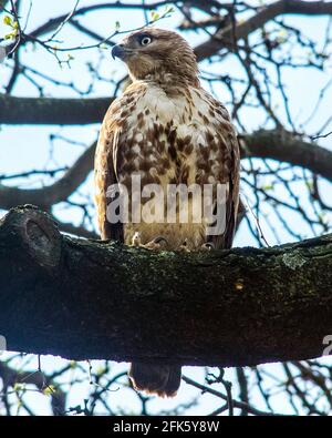 New York, New York, USA. 28th Apr, 2021. A Red Tailed Hawk sits high atop a tree in New York City's Riverside Park Credit: Debra L. Rothenberg/ZUMA Wire/Alamy Live News Stock Photo