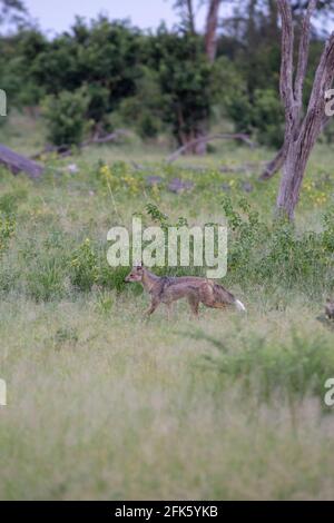 Side-striped Jackal (Canis adustus). Profile. Side view. Fur, coat, body  markings. White tipped tail. Locomotion, Movement, trotting, activity. Light Stock Photo