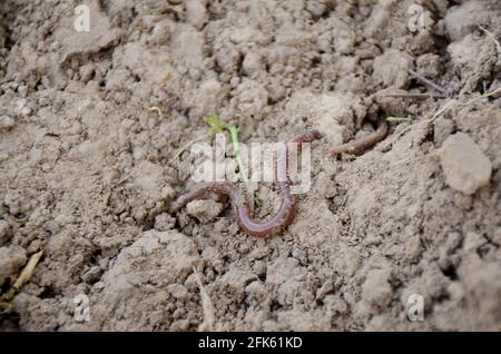 Closeup of a red-gray earthworm crawling on the brown clay surface Stock Photo