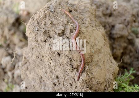 Single red-gray earthworm on the brown clay surface Stock Photo