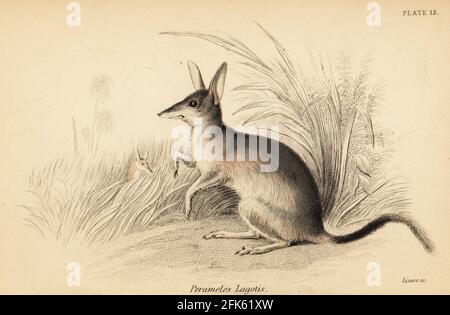 Greater bilby or rabbit-eared bandicoot, Macrotis lagotis. Endangered. Rabbit-eared perameles, Perameles lagotis. Handcoloured steel engraving by Lizars after an illustration by George Robert Waterhouse from his Marsupialia or Pouched Animals, Volume XI of the Naturalist’s Library, W. H. Lizars, Edinburgh, 1841. Waterhouse (1810-1888) was curator at the Zoological Society of London’s museum.
