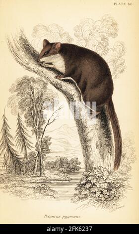 Feathertail glider, Acrobates pygmaeus. Pigmy petaurus, Petaurus pygmaeus. Handcoloured steel engraving by Lizars after an illustration by George Robert Waterhouse from his Marsupialia or Pouched Animals, Volume XI of the Naturalist’s Library, W. H. Lizars, Edinburgh, 1841. Waterhouse (1810-1888) was curator at the Zoological Society of London’s museum. Stock Photo