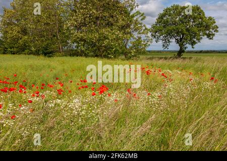 Red poppies and white daisies grow in rows on a green field against a background of trees. Stock Photo