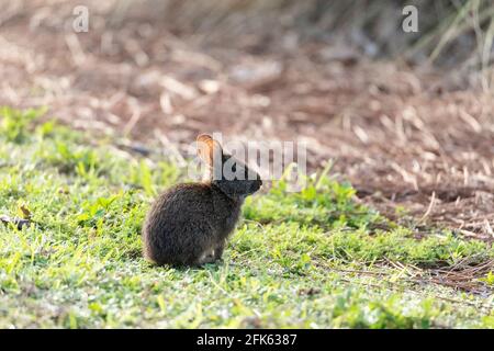 Cute baby marsh rabbit Sylvilagus palustris nibbles on grass in a field in Naples, Florida in spring. Stock Photo