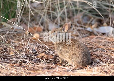 Cute baby marsh rabbit Sylvilagus palustris nibbles on grass in a field in Naples, Florida in spring. Stock Photo