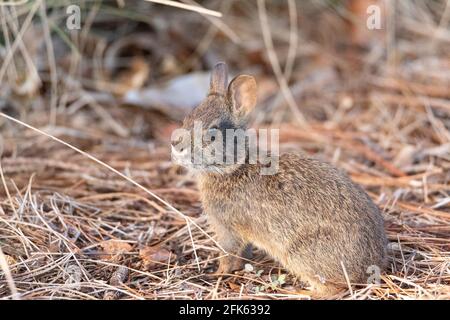 Cute baby marsh rabbit Sylvilagus palustris nibbles on grass in a field in Naples, Florida in spring. Stock Photo