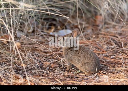 Cute baby marsh rabbit Sylvilagus palustris nibbles on grass in a field in Naples, Florida in spring. Stock Photo