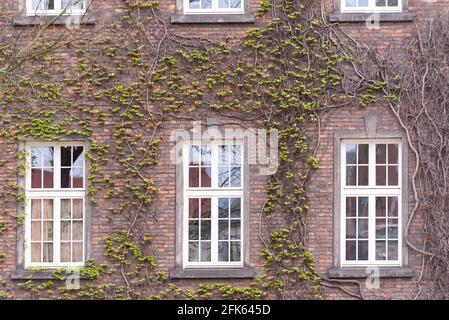 Windows covered with plants. Very beautiful ivy wraps around the old brickwork. Stock Photo
