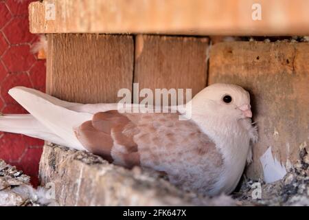 Female pigeon of the Djulija breed sitting on eggs in a wooden nest in the loft Stock Photo