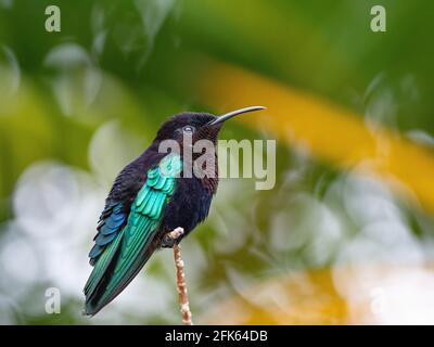 Hummingbird, the smallest bird in the world Stock Photo