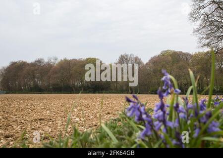 Wendover, UK. 28th April, 2021. Ancient woodland at Jones Hill Wood is viewed across a field. Felling of Jones Hill Wood, which contains resting places and/or breeding sites for pipistrelle, barbastelle, noctule, brown long-eared and nattererÕs bats, has recommenced for HS2 after a High Court judge yesterday refused campaigner Mark Keir permission to apply for judicial review and lifted an injunction on felling. Credit: Mark Kerrison/Alamy Live News Stock Photo