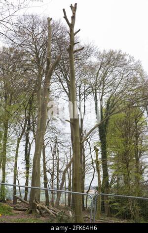 Wendover, UK. 28th April, 2021. Trees partially felled for the HS2 high-speed rail link in ancient woodland at Jones Hill Wood in the Chilterns AONB. Felling of the woodland, which contains resting places and/or breeding sites for pipistrelle, barbastelle, noctule, brown long-eared and nattererÕs bats, has recommenced after a High Court judge yesterday refused campaigner Mark Keir permission to apply for judicial review and lifted an injunction on felling.  Credit: Mark Kerrison/Alamy Live News Stock Photo