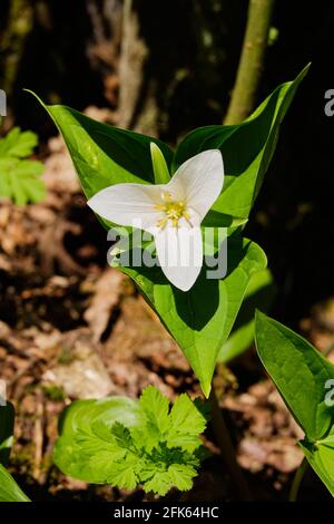 Western Trillium...  A study in three's:  Yellow stamens contrast with 3 white petals which contrast with 3 green leaves. Stock Photo
