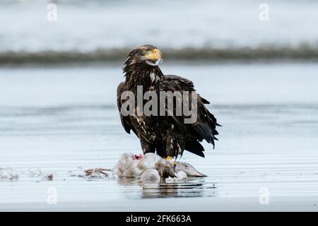 A juvenile bald eagle with sea gull feathers on its beak Stock Photo