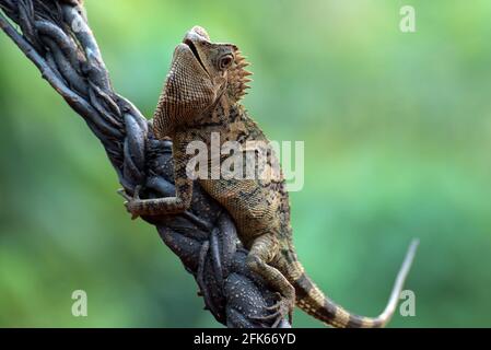 Female forest dragon ( Gonocephalus chamaeleontinus ) in defensive mod Stock Photo