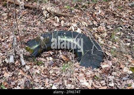Used worn out tractor or truck tires left behind in the forest near a old logging operation in the Adirondack Mountains wilderness Stock Photo