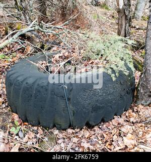 Used worn out tractor or truck tires left behind in the forest near a old logging operation in the Adirondack Mountains wilderness Stock Photo