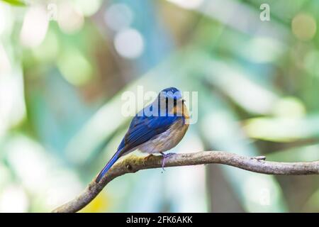 Beautiful male of Hill Blue Flycatcher (Cyornis banyumas) on branch in Doi inthanon Chiangmai Thailand. Stock Photo