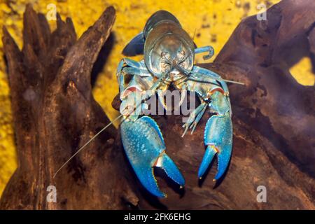 Close up of Australian Smooth Yabby Crayfish in aquarium Stock Photo