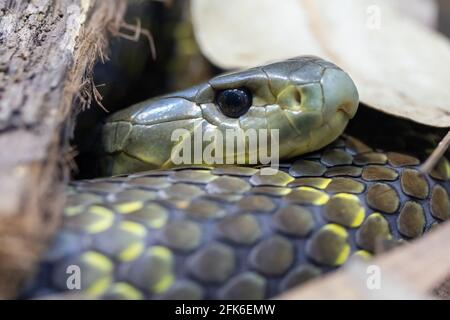 Close up photo of Australia Eastern Tiger Snake Stock Photo